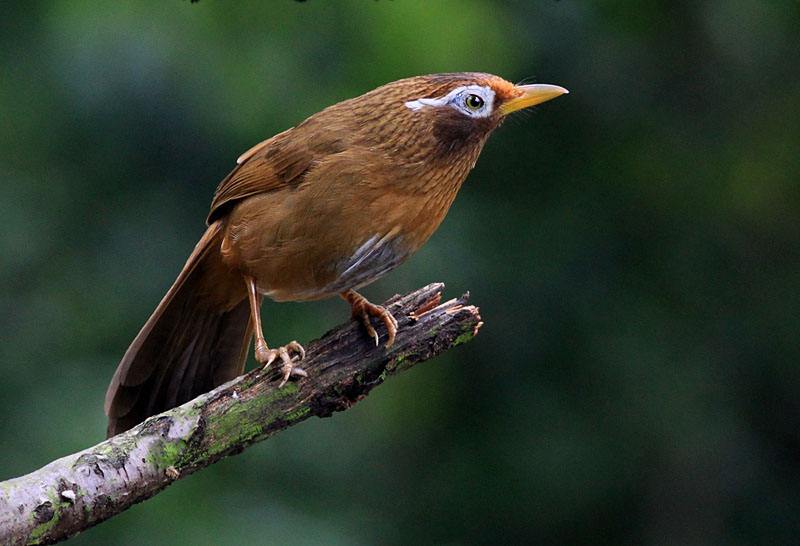 鸟叫声大全最新版 mp3格式 免费版 0