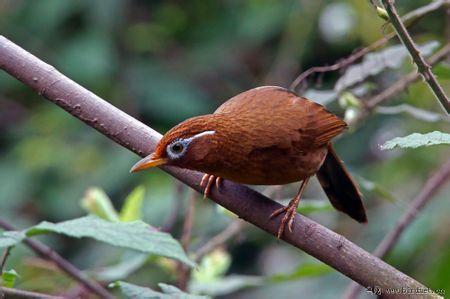 鸟叫声大全最新版 mp3格式 免费版 1