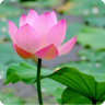 清雅荷花动态壁纸