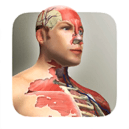 人体模型汉化最新版