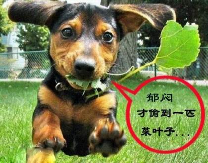 QQ农场搞笑表情包