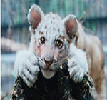 动物遇上美颜相机表情图