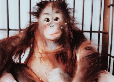 动物美颜表情图大全