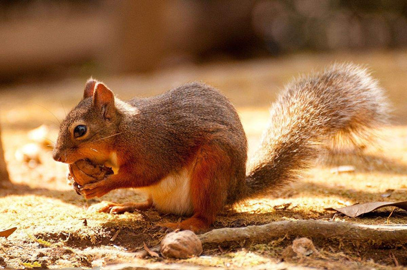 松鼠时钟屏保程序最新版 v2.1 绿色版0