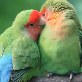 桌面宠物(爱情鸟)软件