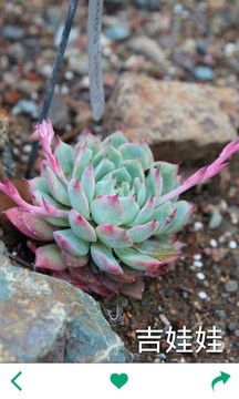 多肉植物app v2.5.5 安卓版2