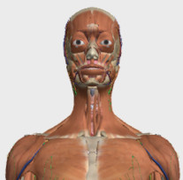 谷歌人体浏览器中文版