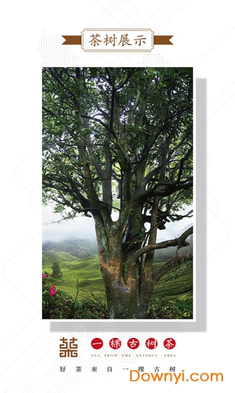一棵古树茶手机版 v2.4.1 安卓版3