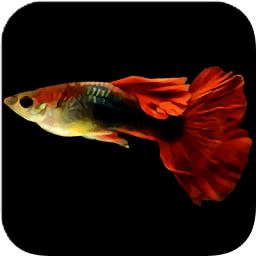 鱼缸计算器手机版