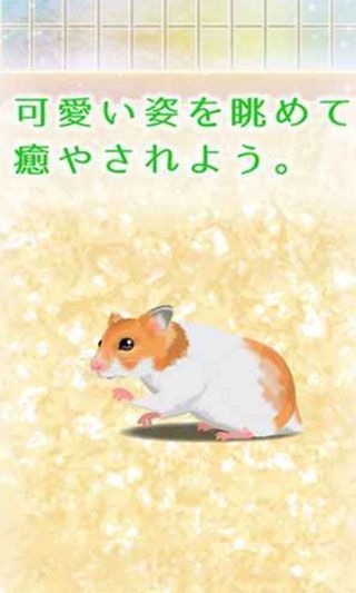 仓鼠养成汉化修改版 v2.1 安卓版0