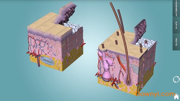 人体解剖学图集软件下载 2022人体解剖学图集