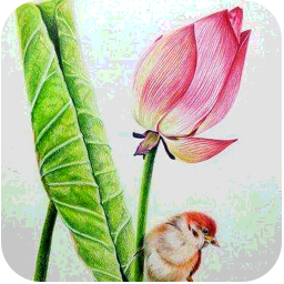 素描视频教程app下载