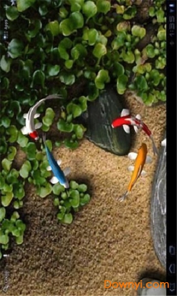 自由锦鲤动态壁纸app