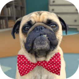 奔跑吧小狗狗小狗解锁版