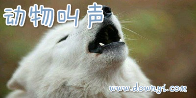 动物叫声