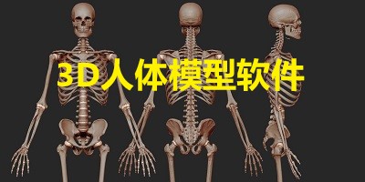 3d人体模型软件