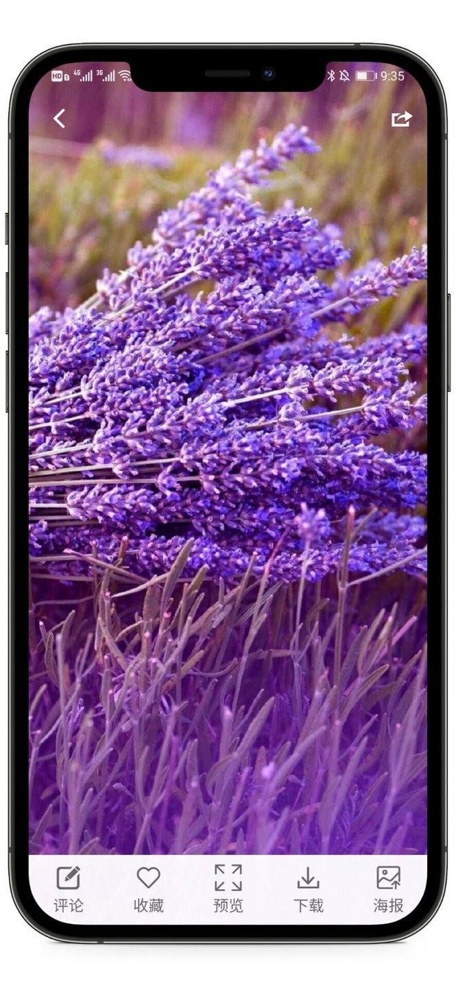 枫叶壁纸官方版