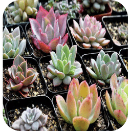 植物之家官方版