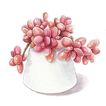 多肉花草日记app